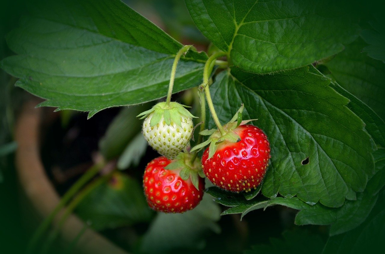 PETITS FRUITS